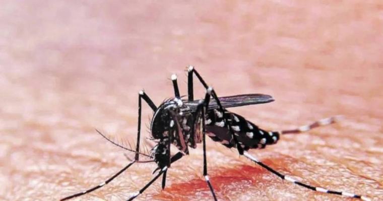 Advierten repunte de dengue en Venezuela: “Debemos estar preparados”