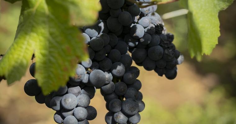 Vino de Mendoza, en declive: Argentina pierde terreno en un mercado global más chico