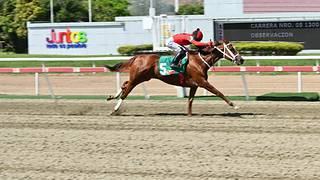 Vuelve a la pista hijo de múltiple campeón semental de la Florida luego de 127 días