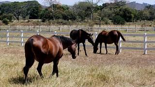 Las ventas de caballos purasangre en Venezuela entrarán en una nueva etapa