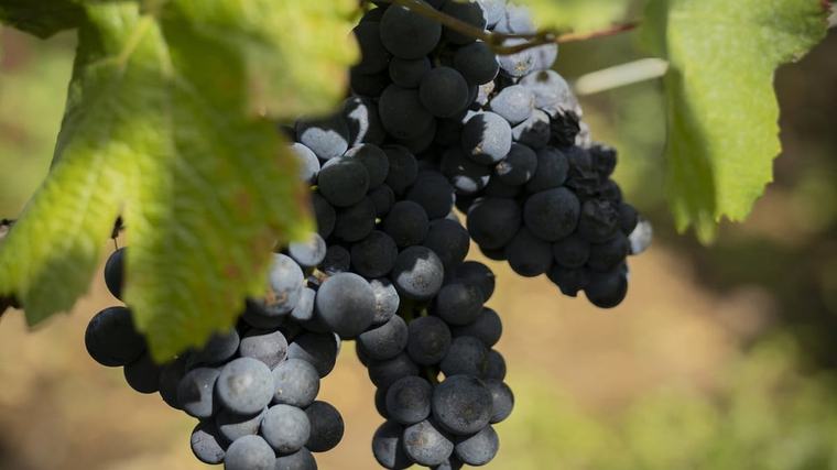 Vino de Mendoza, en declive: Argentina pierde terreno en un mercado global más chico