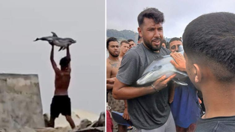 Denuncian matanza de una cría de delfín y la captura de aves protegidas en Ceuta
