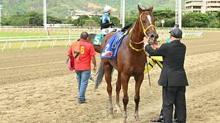 La Rinconada: El ajuste definitivo que pone a este ejemplar a valer en el Clásico Sprinters (GI)